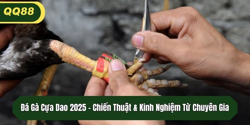 Đá Gà Cựa Dao 2025 - Chiến Thuật & Kinh Nghiệm Từ Chuyên Gia
