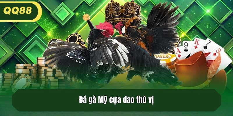 Đá gà Mỹ cựa dao thú vị