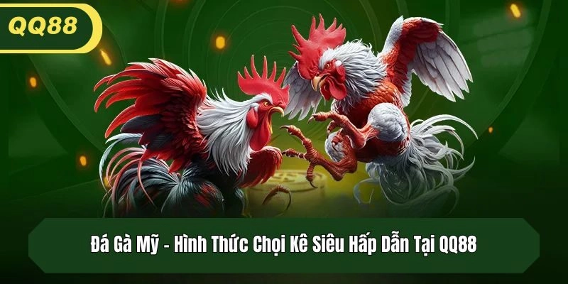 Đá Gà Mỹ - Hình Thức Chọi Kê Siêu Hấp Dẫn Tại QQ88
