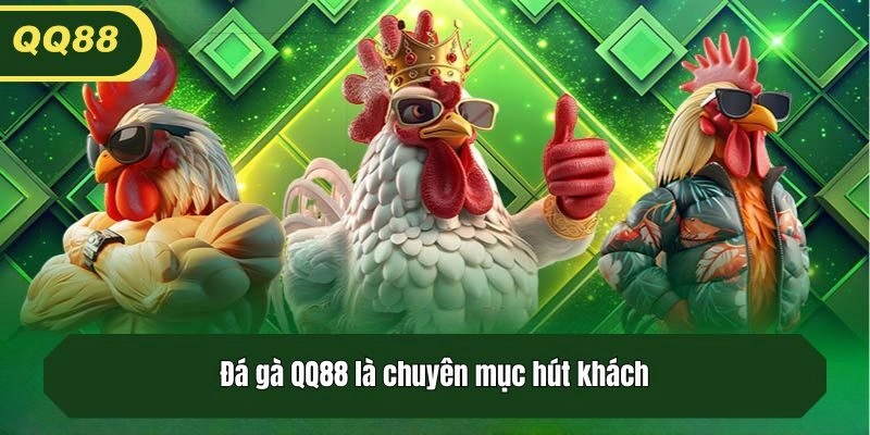 Đá gà QQ88 là chuyên mục hút khách