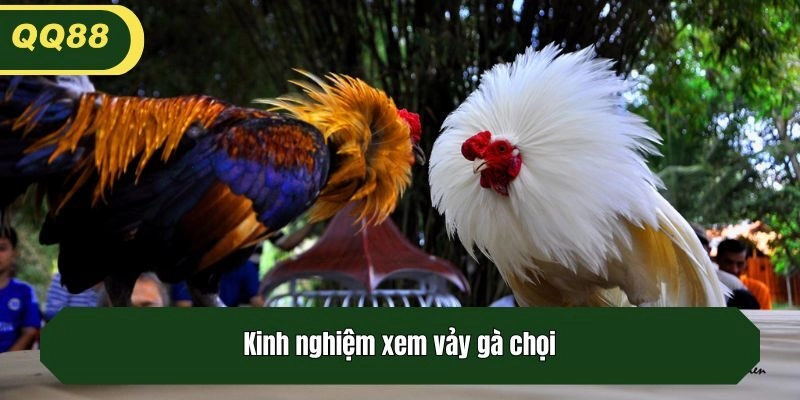 Kinh nghiệm xem vảy gà chọi