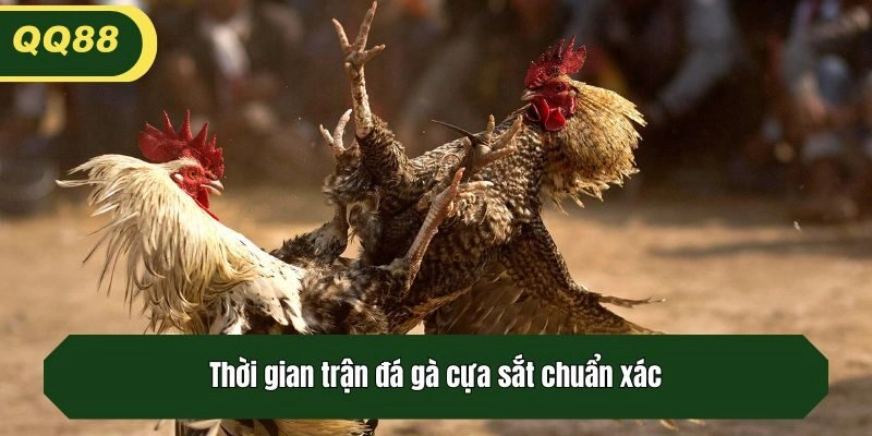Thời gian trận đá gà cựa sắt chuẩn xác