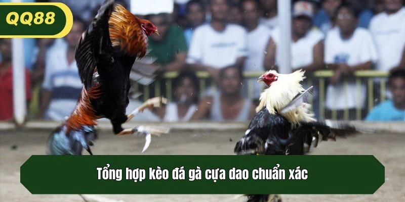 Tổng hợp kèo đá gà cựa dao chuẩn xác