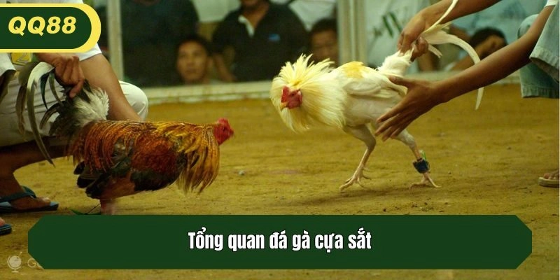 Tổng quan đá gà cựa sắt