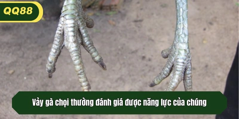 Vảy gà chọi thường đánh giá được năng lực của chúng