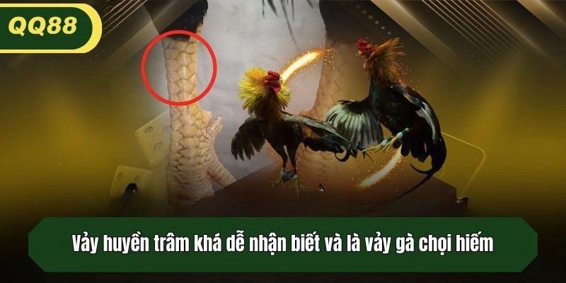 Vảy huyền trâm khá dễ nhận biết và là vảy gà chọi hiếm